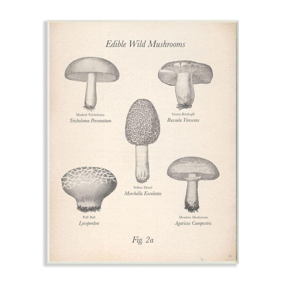 Vintage Edible Wild Mushrooms Drawing Wood Wall Plaque