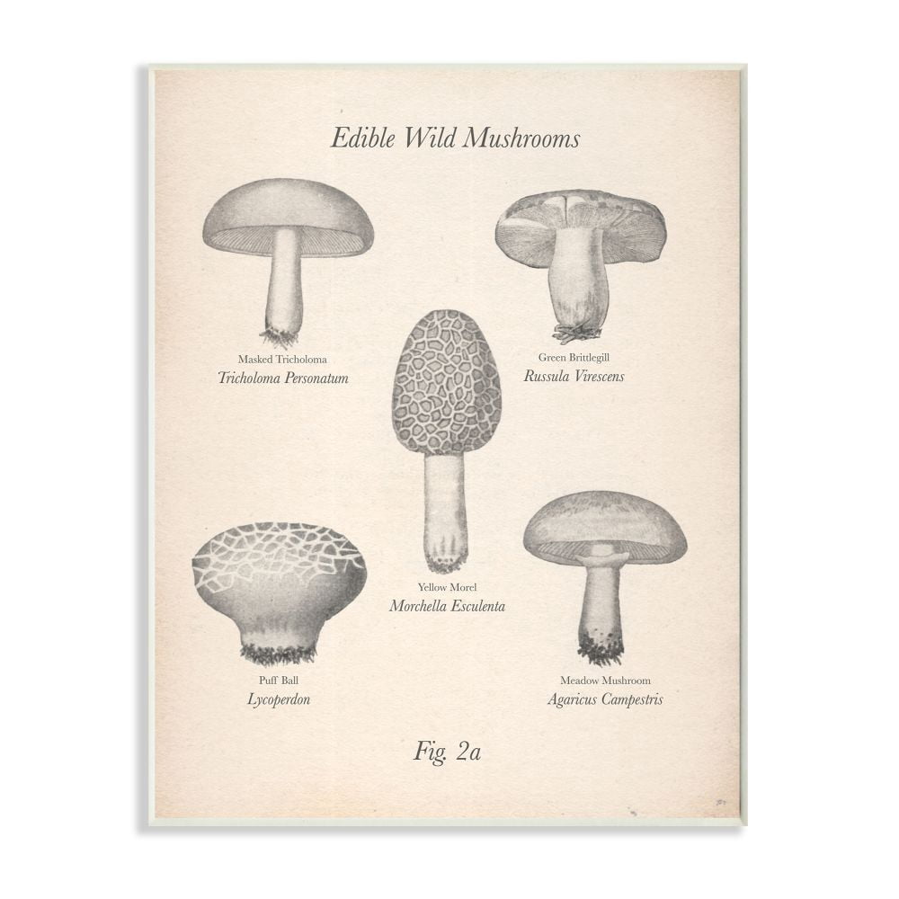 Stupell Industries Edible Wild Mushrooms Vintage Drawing Design Wall Plaque by The Saturday Evening Post
