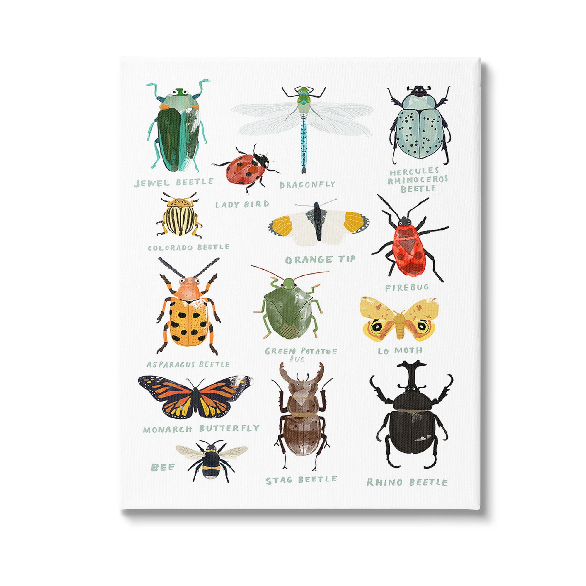 Stupell Industries Educational Bug Types Animals & Insects Painting Gallery Wrapped Canvas Art Print Wall Art, 16 x 20