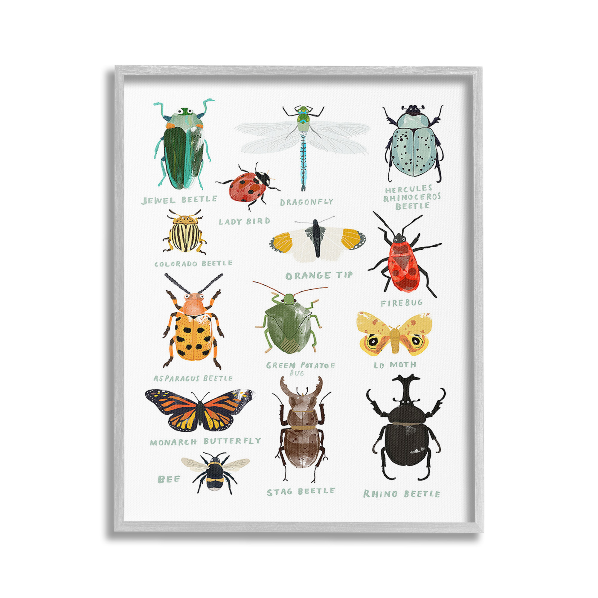 Stupell Industries Educational Bug Types Animals & Insects Painting Gray Framed Art Print Wall Art, 16 x 20