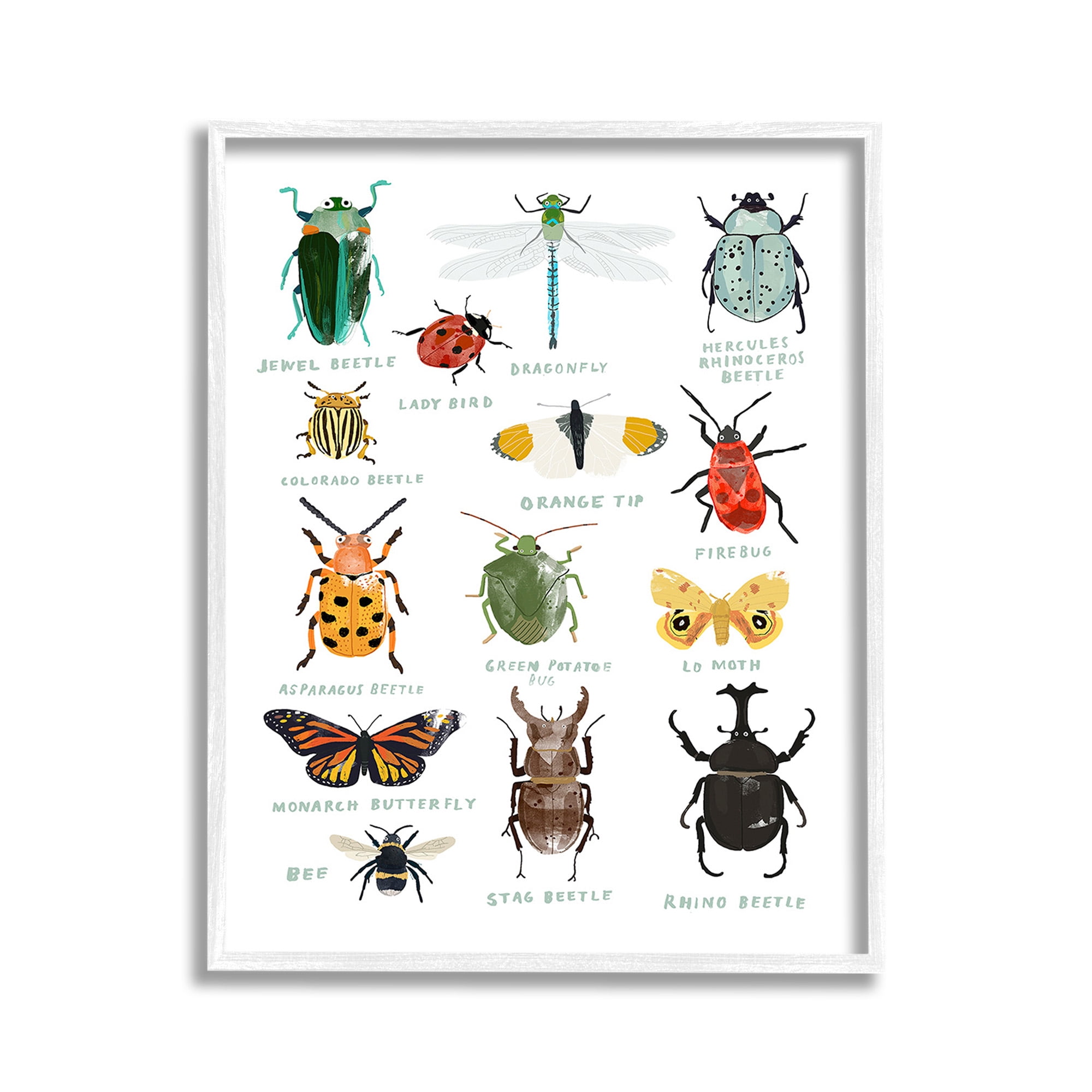 Stupell Industries Educational Bug Types Animals & Insects Painting White Framed Art Print Wall Art, 11 x 14