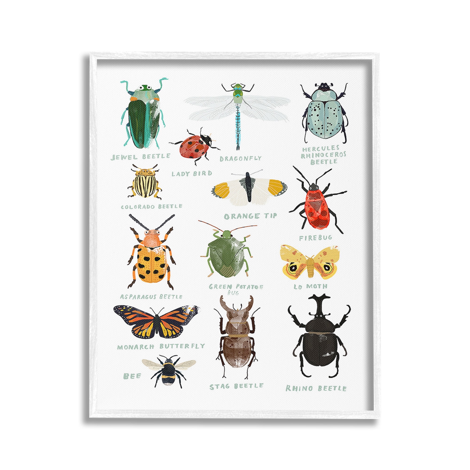 Stupell Industries Educational Bug Types Animals & Insects Painting White Framed Art Print Wall Art, 16 x 20