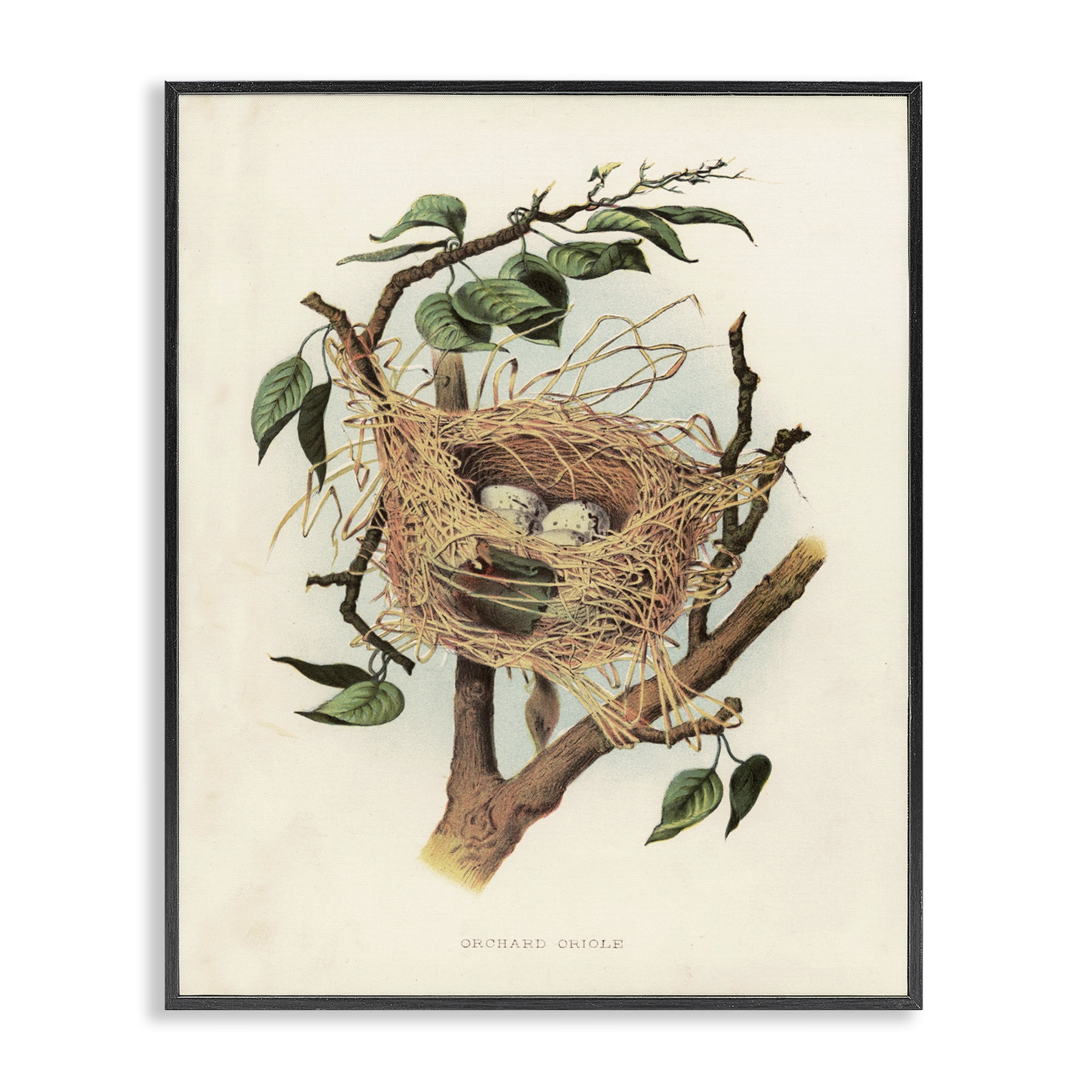 Stupell Industries Eggs in Birdnest Study Plants & Flowers Painting Black Framed Art Print Wall Art, 11 x 14