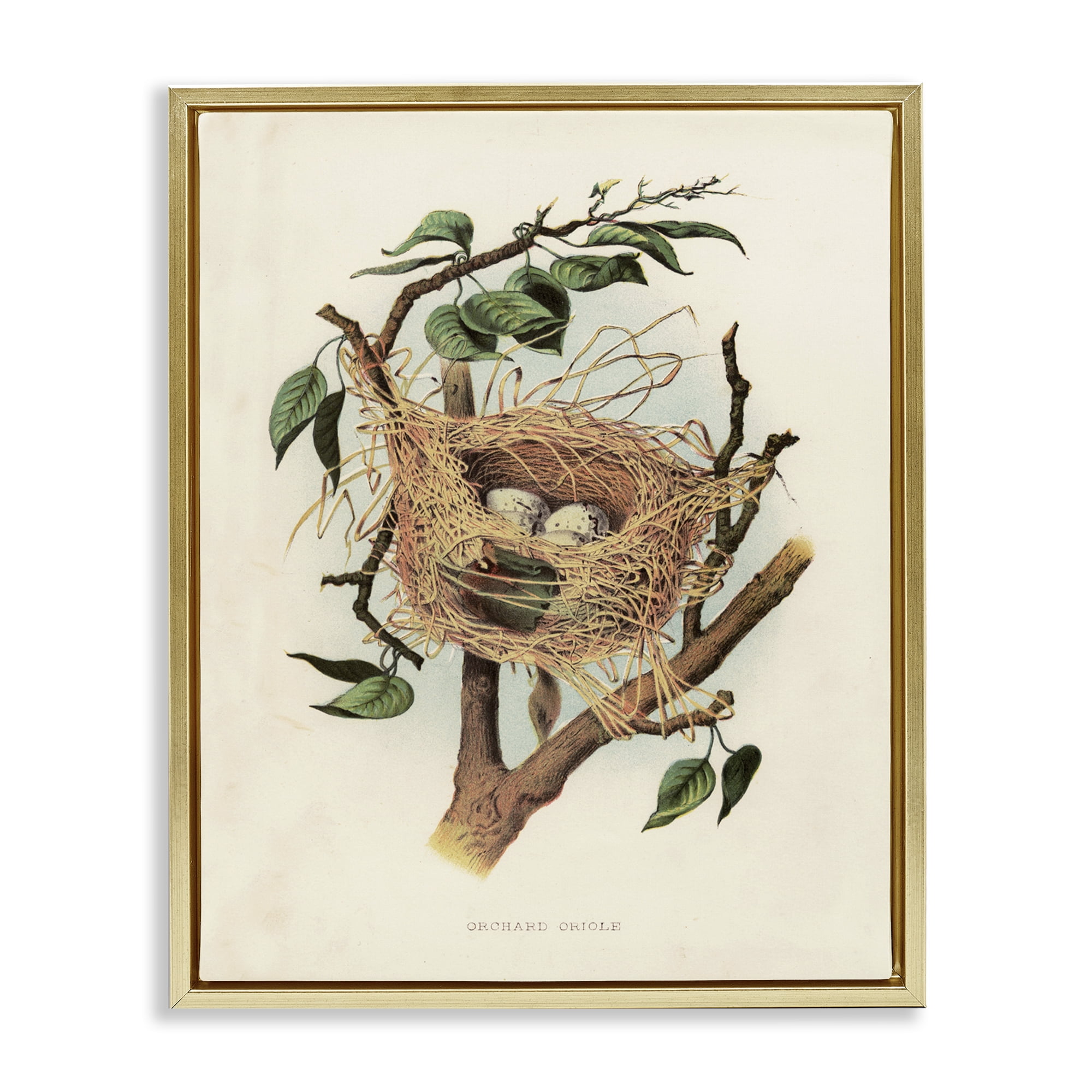 Stupell Industries Eggs in Birdnest Study Plants & Flowers Painting Gold Floater Framed Canvas Art Print Wall Art, 17 x 21
