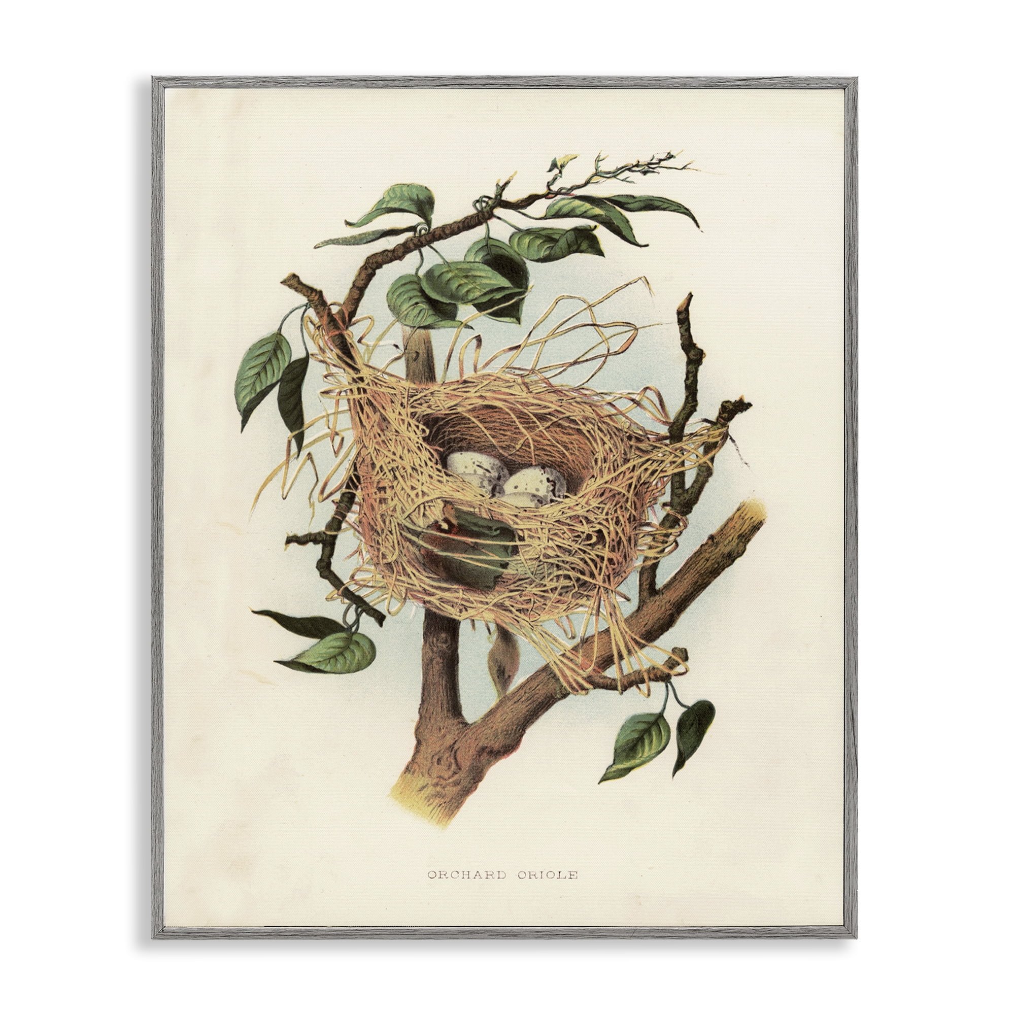 Stupell Industries Eggs in Birdnest Study Plants & Flowers Painting Gray Framed Art Print Wall Art, 16 x 20