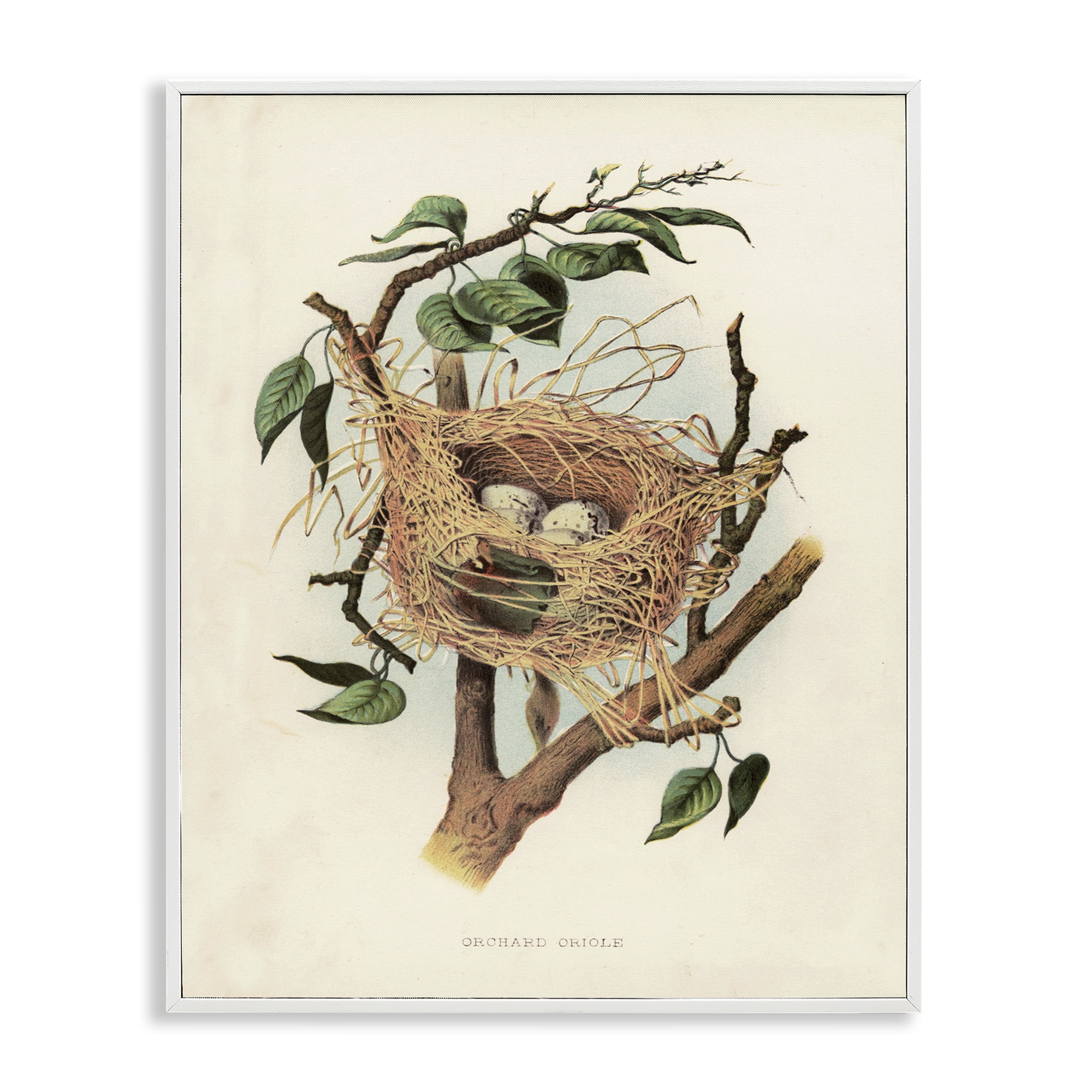 Stupell Industries Eggs in Birdnest Study Plants & Flowers Painting White Framed Art Print Wall Art, 24 x 30