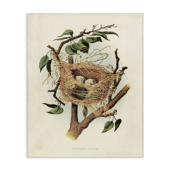 Stupell Industries Cottage Eggs in Birdnest Study Canvas Art, 16 x 20, by Tina Higgins Designs Inc.