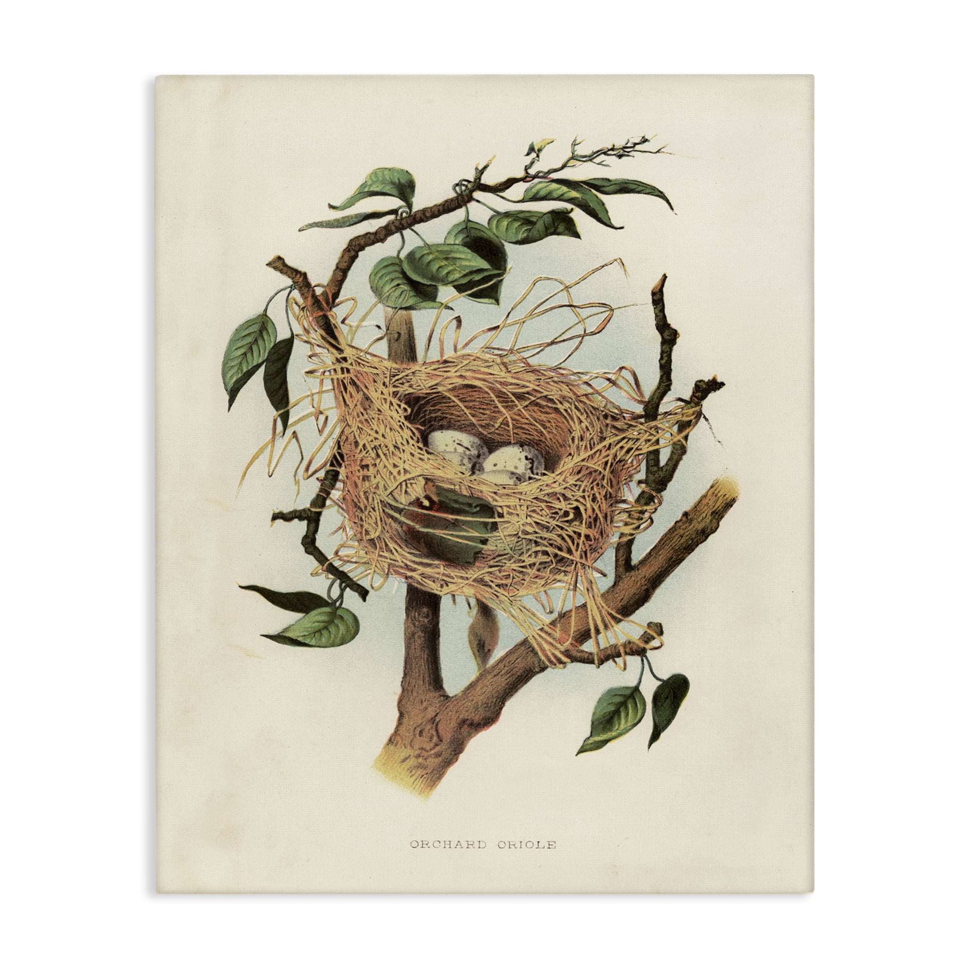 Stupell Industries Eggs in Birdnest Study Plants & Flowers Painting Wrapped Canvas Art Print Wall Art, 36 x 48