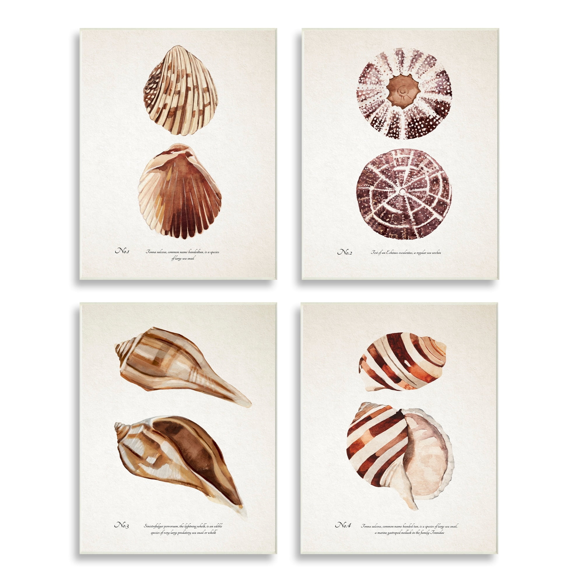 Stupell Industries Elegant Beach Seashells Exquisite Marine Life ,13 x 19, Design by Annie Warren