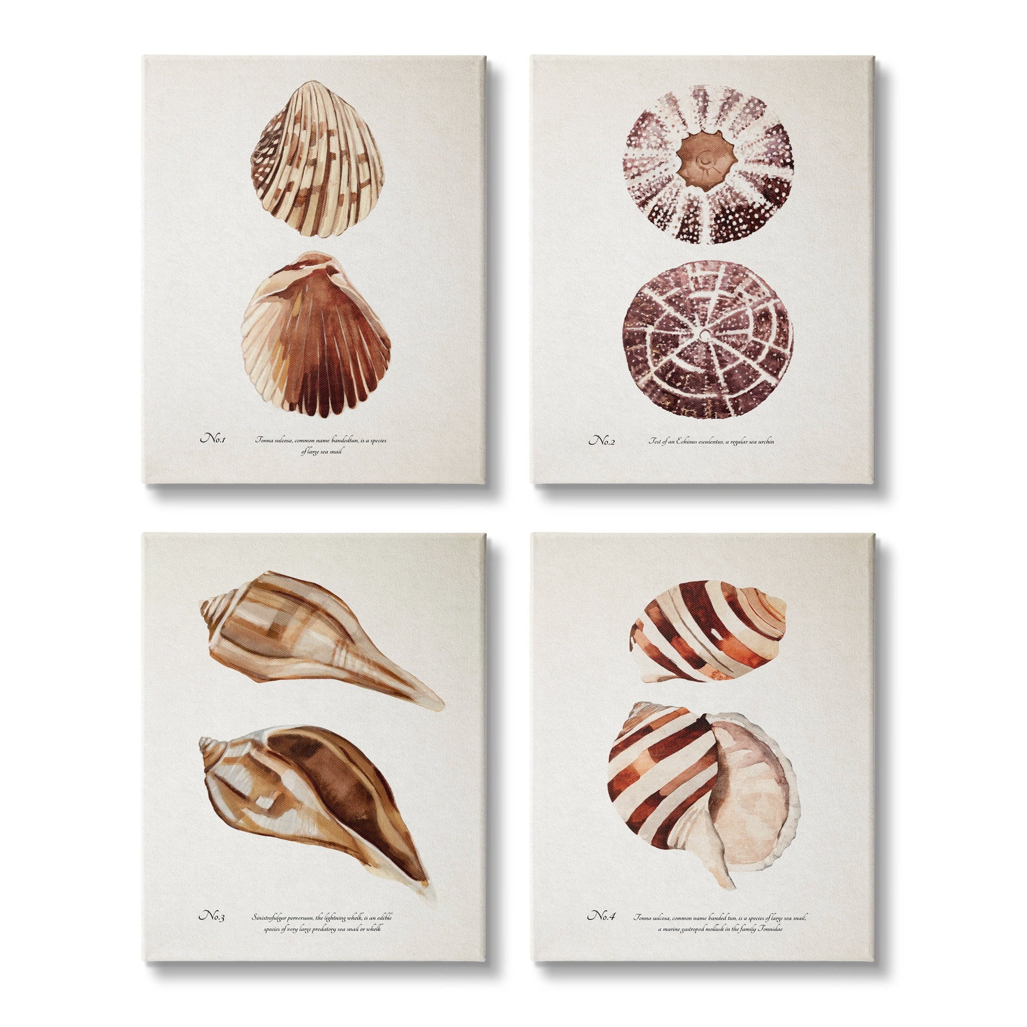 Stupell Industries Elegant Beach Seashells Exquisite Marine Life ,16 x 20, Design by Annie Warren