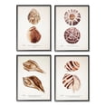 thumbnail image 1 of Stupell Industries Elegant Beach Seashells Exquisite Marine Life ,16 x 20, Design by Annie Warren, 1 of 5