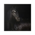 thumbnail image 1 of Stupell Industries Elegant Black Stallion Animals & Insects Photography Gallery Wrapped Canvas Art Print Wall Art, 17 x 17, 1 of 8