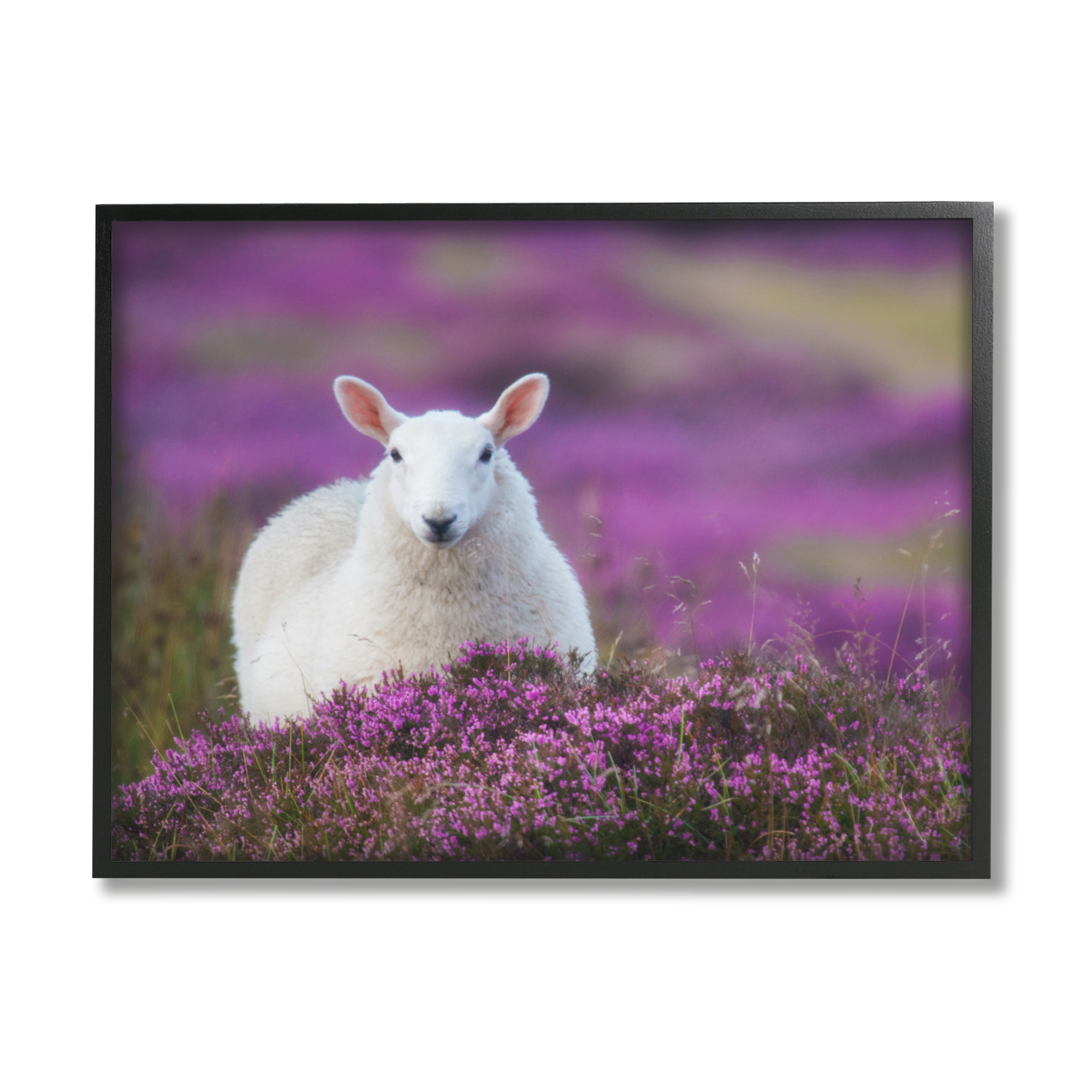 Stupell Industries Elegant White Sheep Among Purple Flower Meadow Photograph Black Framed Art Print Wall Art, Design by James Dobson