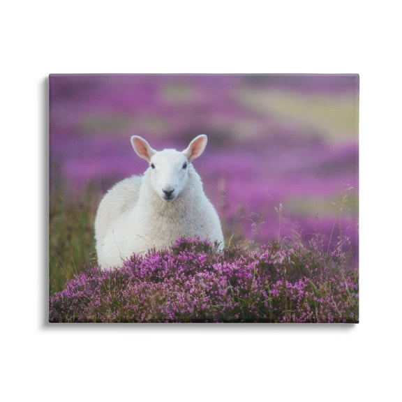Stupell Industries Elegant White Sheep Among Purple Flower Meadow Photograph Gallery Wrapped Canvas Print Wall Art, Design by James Dobson