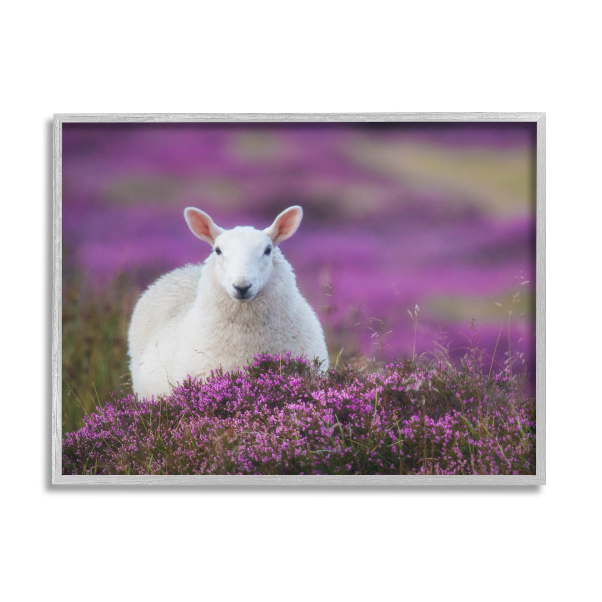 Stupell Industries Elegant White Sheep Among Purple Flower Meadow Photograph Gray Framed Art Print Wall Art, Design by James Dobson