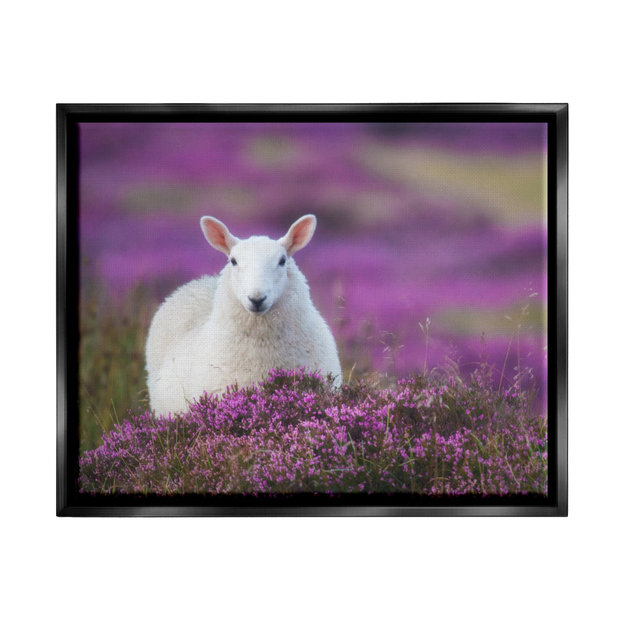 Stupell Industries Elegant White Sheep Among Purple Flower Meadow Photograph Jet Black Floating Framed Canvas Print Wall Art, Design by James Dobson