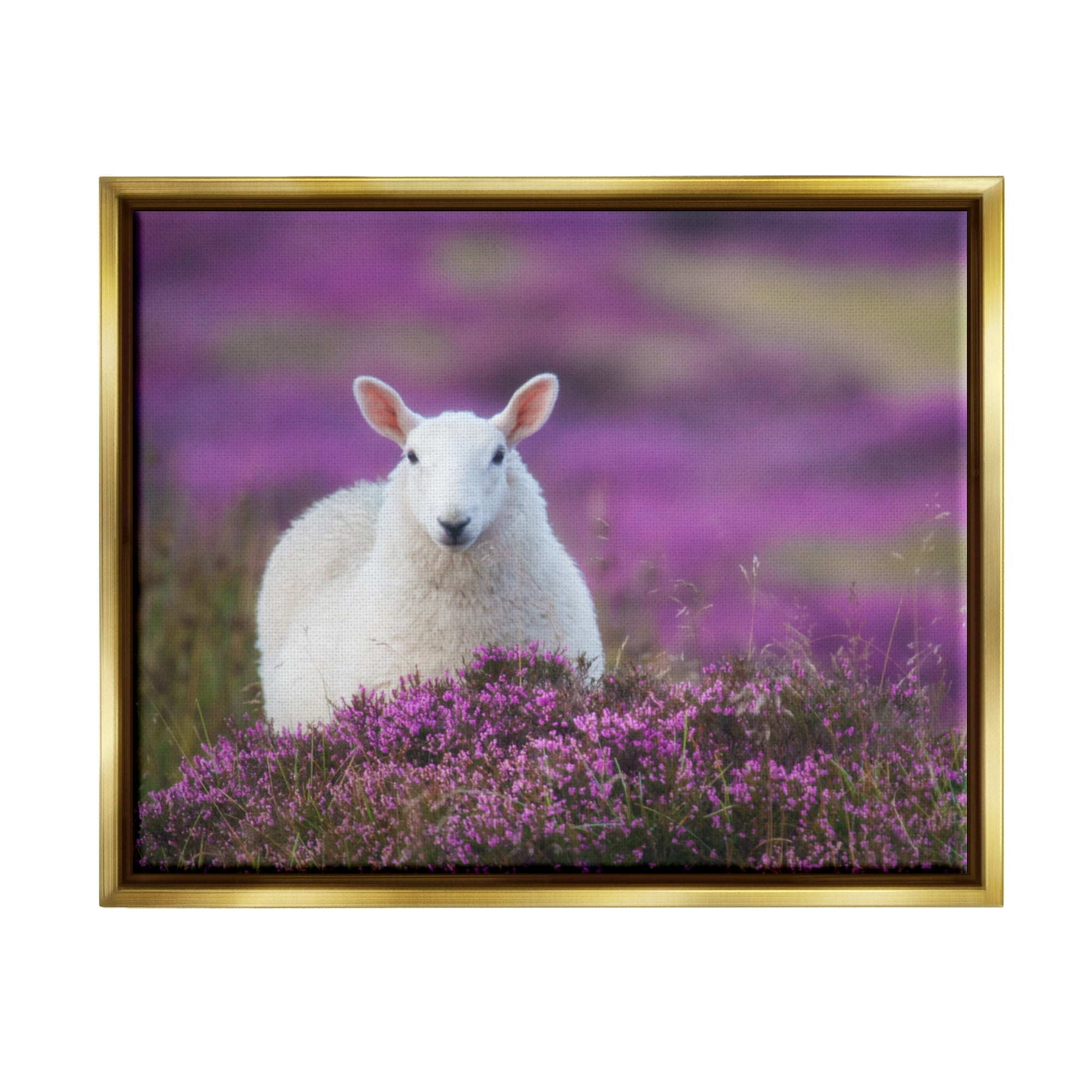 Stupell Industries Elegant White Sheep Among Purple Flower Meadow Photograph Metallic Gold Floating Framed Canvas Print Wall Art, Design by James Dobson