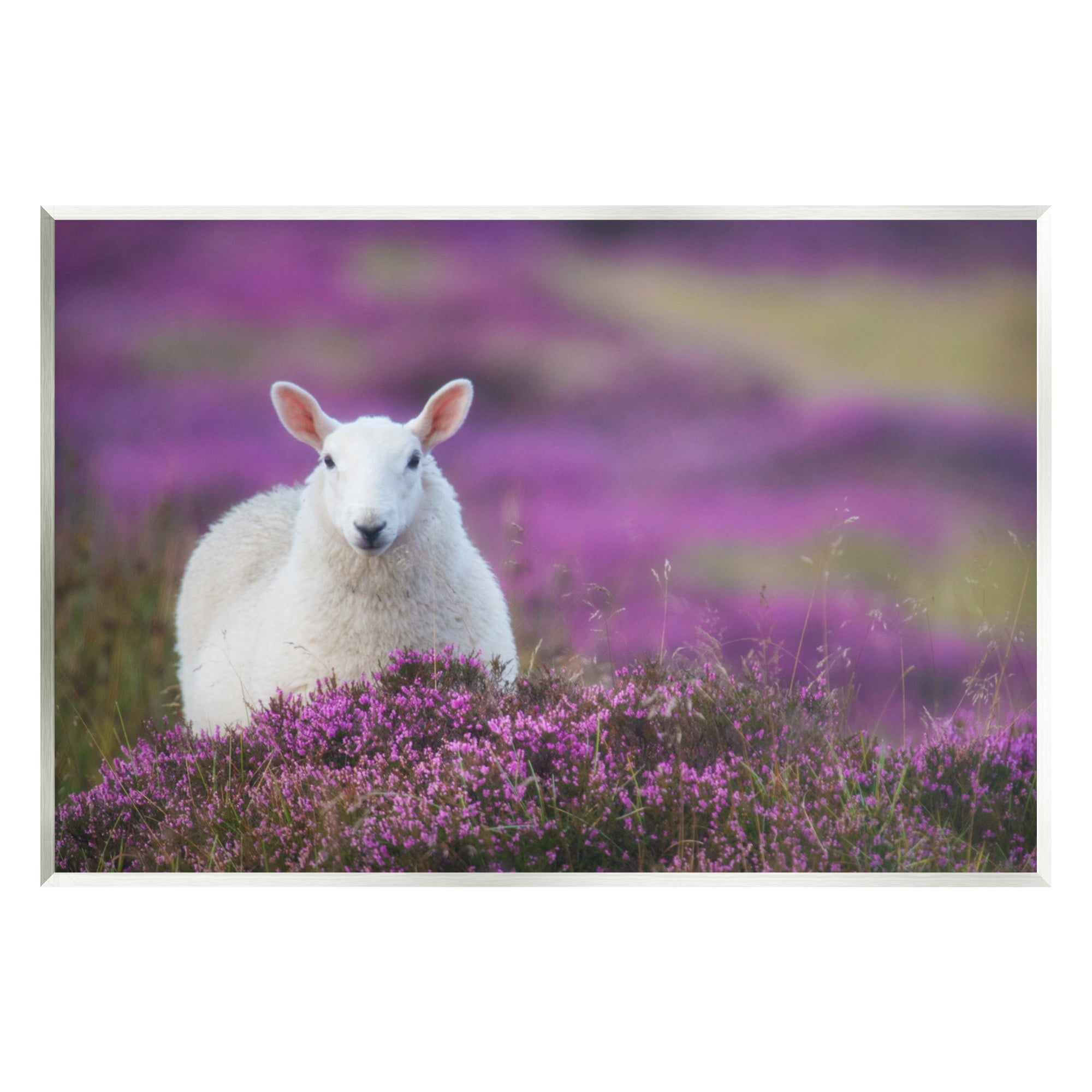 Stupell Industries Elegant White Sheep Among Purple Flower Meadow Photograph Unframed Art Print Wall Art, Design by James Dobson