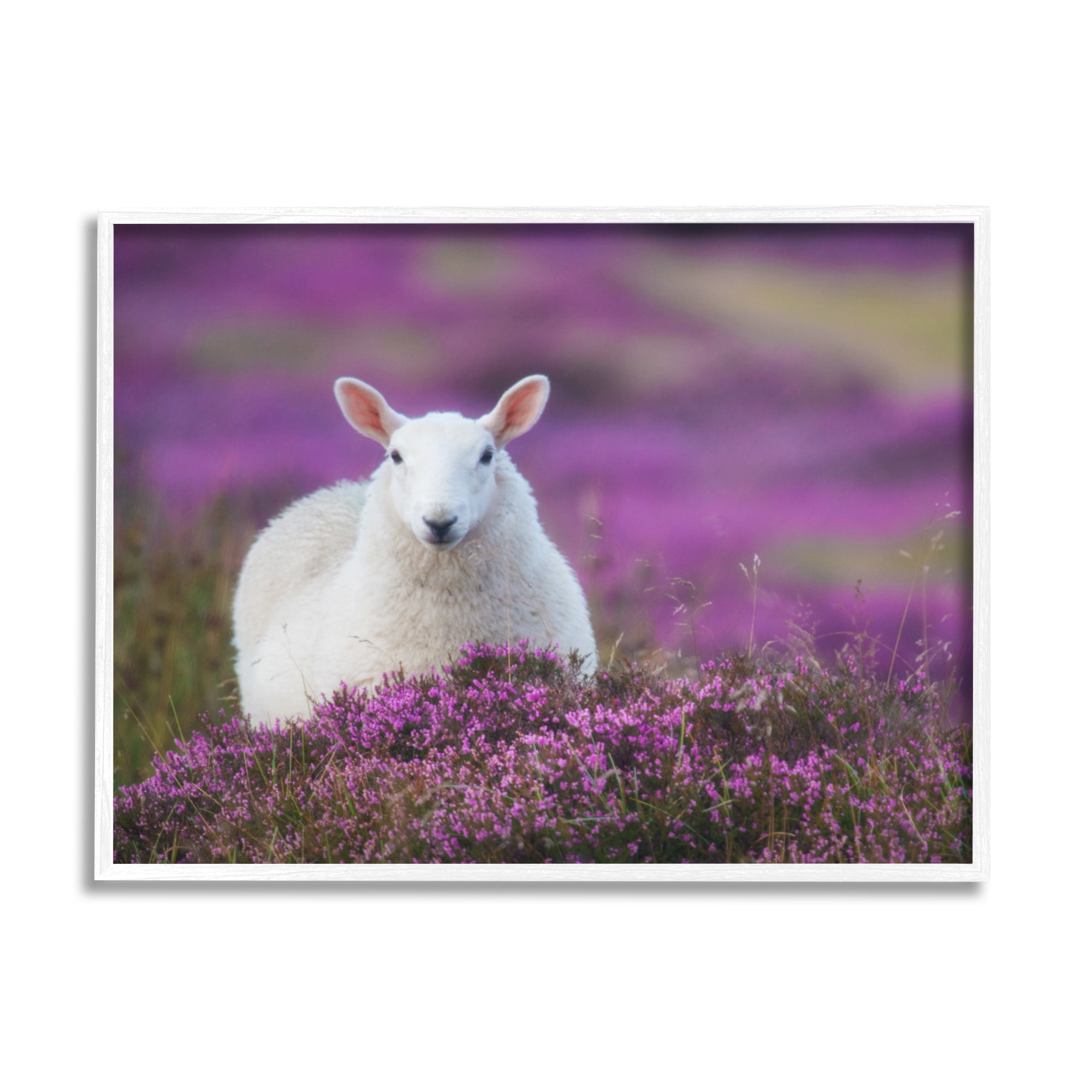Stupell Industries Elegant White Sheep Among Purple Flower Meadow Photograph White Framed Art Print Wall Art, Design by James Dobson