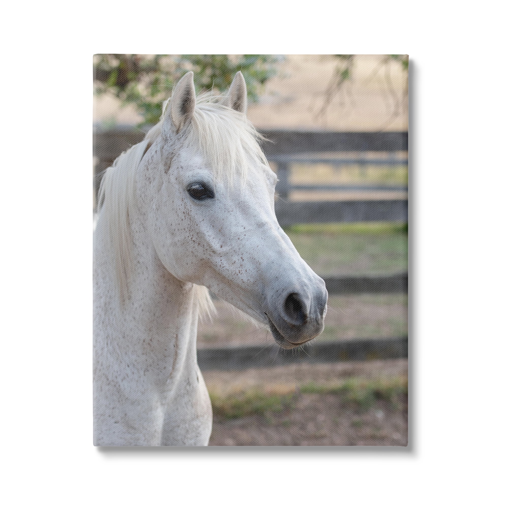 Stupell Industries Elegant White Spotted Horse Rural Country Farm Photograph Gallery Wrapped Canvas Print Wall Art, Design by Daphne Polselli