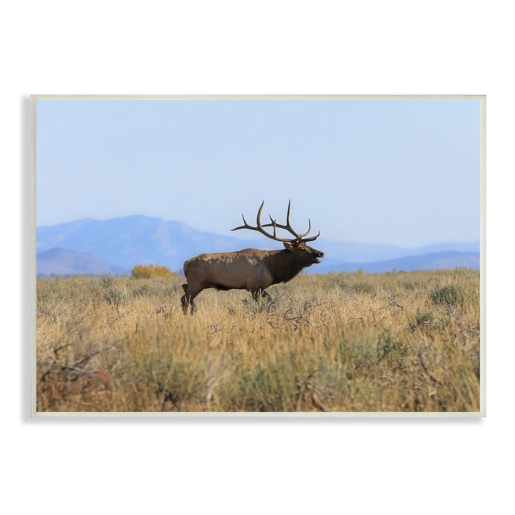 Stupell Industries Elk Grazing Pasture Grassland Blue Distant Mountains Wood Wall Art, 19 x 13, Design by Daniel Sproul