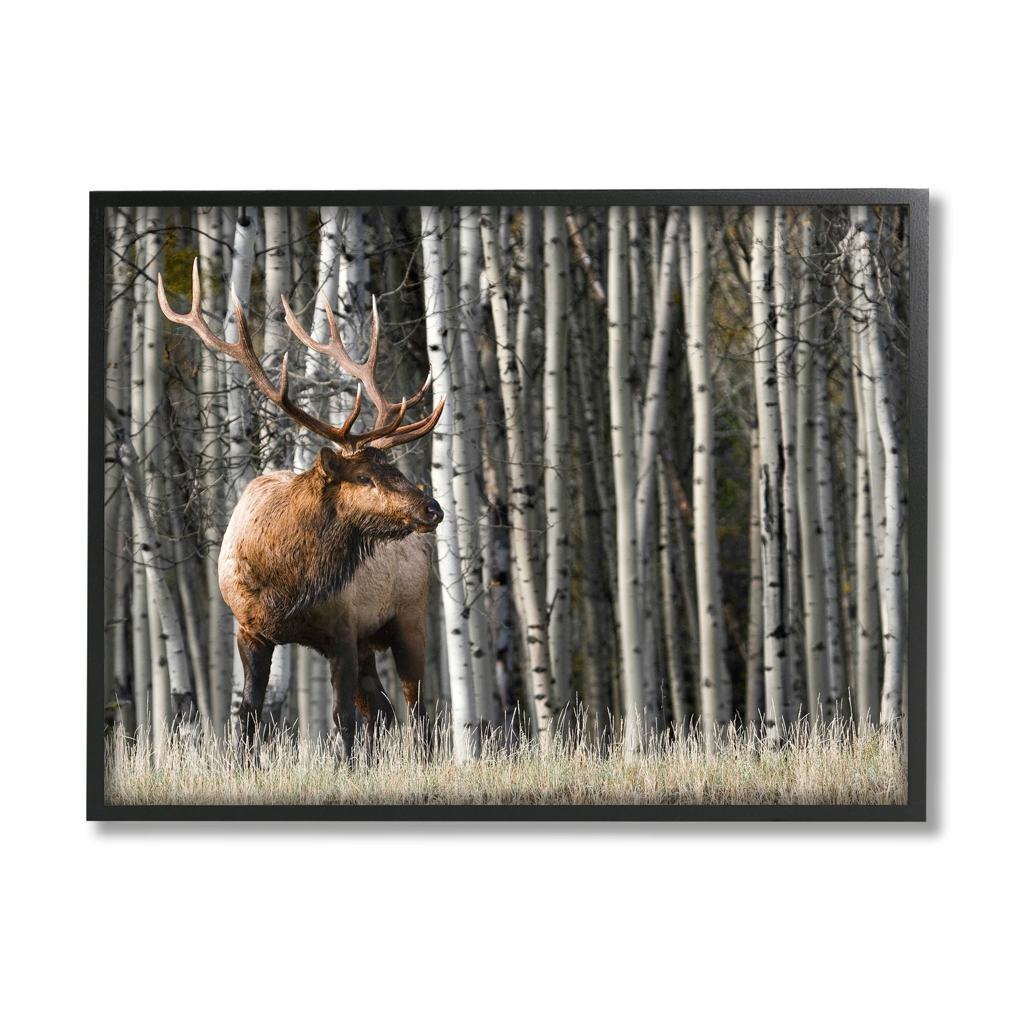 Stupell Industries Elk Looming Out Birch Trees Animal Forest Photograph,14 x 11, Design by Danita Delimont