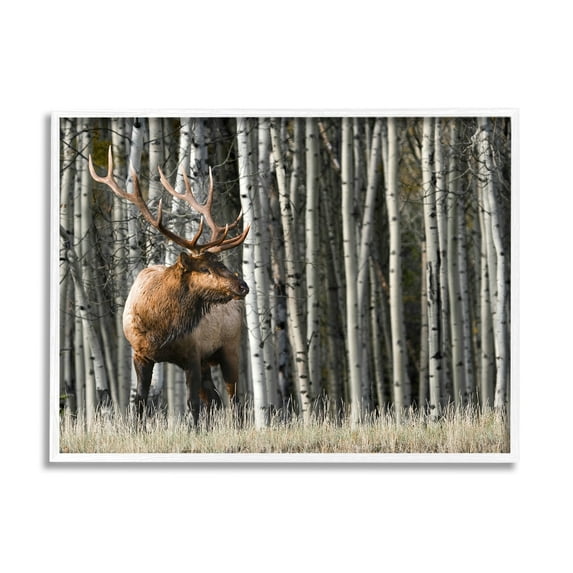 Stupell Industries Elk Looming Out Birch Trees Animal Forest Photograph,20 x 16, Design by Danita Delimont