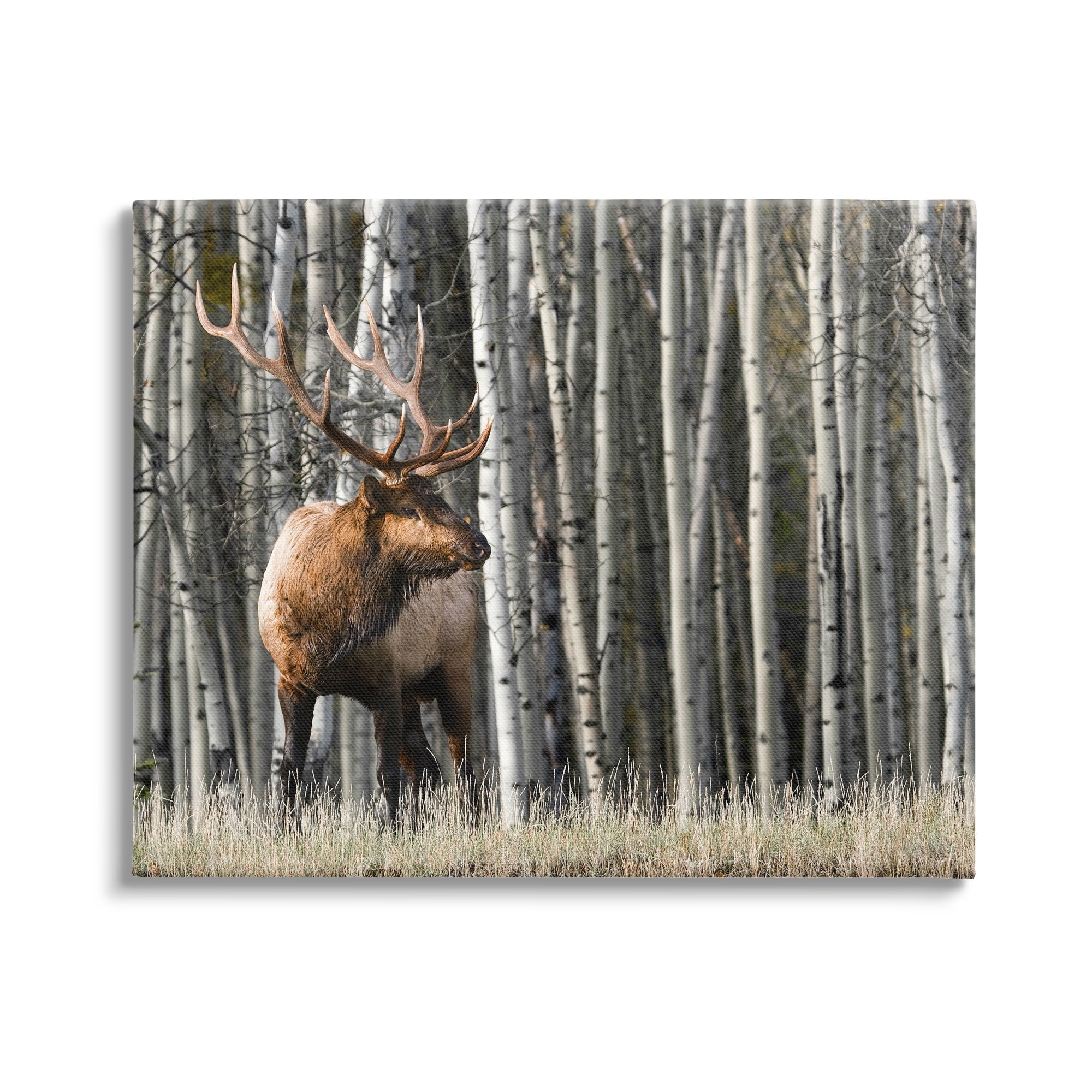 Stupell Industries Elk Looming Out Birch Trees Animal Forest Photograph,40 x 30, Design by Danita Delimont