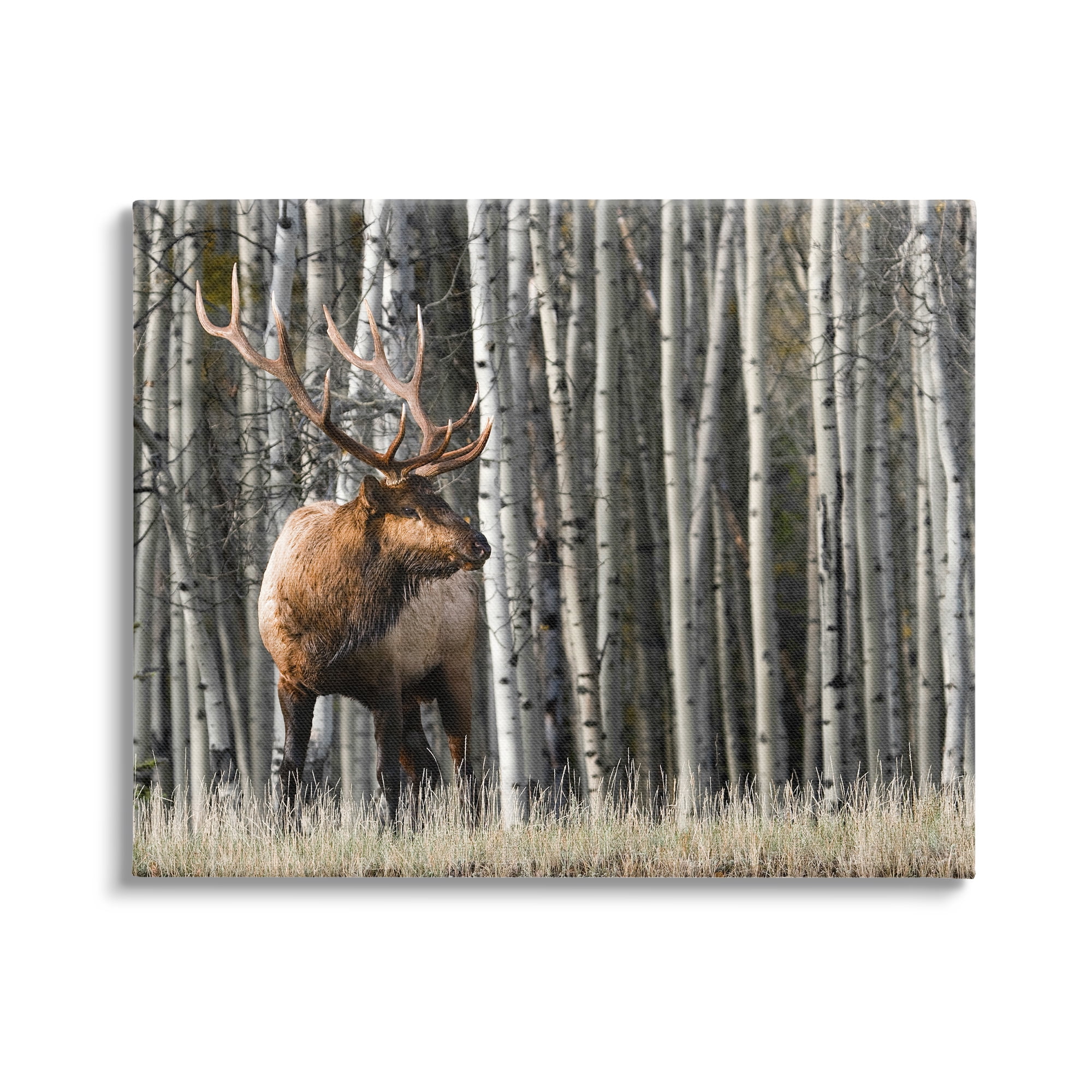 Stupell Industries Elk Looming Out Birch Trees Animal Forest Photograph,48 x 36, Design by Danita Delimont
