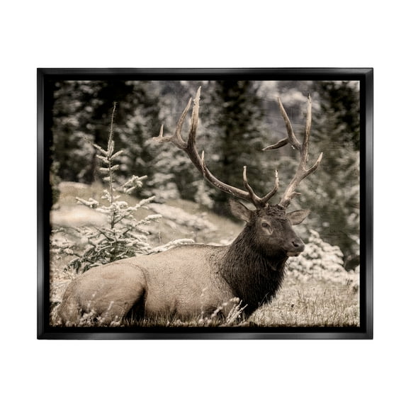 Stupell Industries Elk in Nature Photography Animals & Insects Photography Black Floater Framed Canvas Art Print Wall Art, 31 x 25