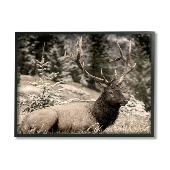Stupell Industries Elk in Nature Photography Animals & Insects Photography Black Framed Art Print Wall Art, 14 x 11