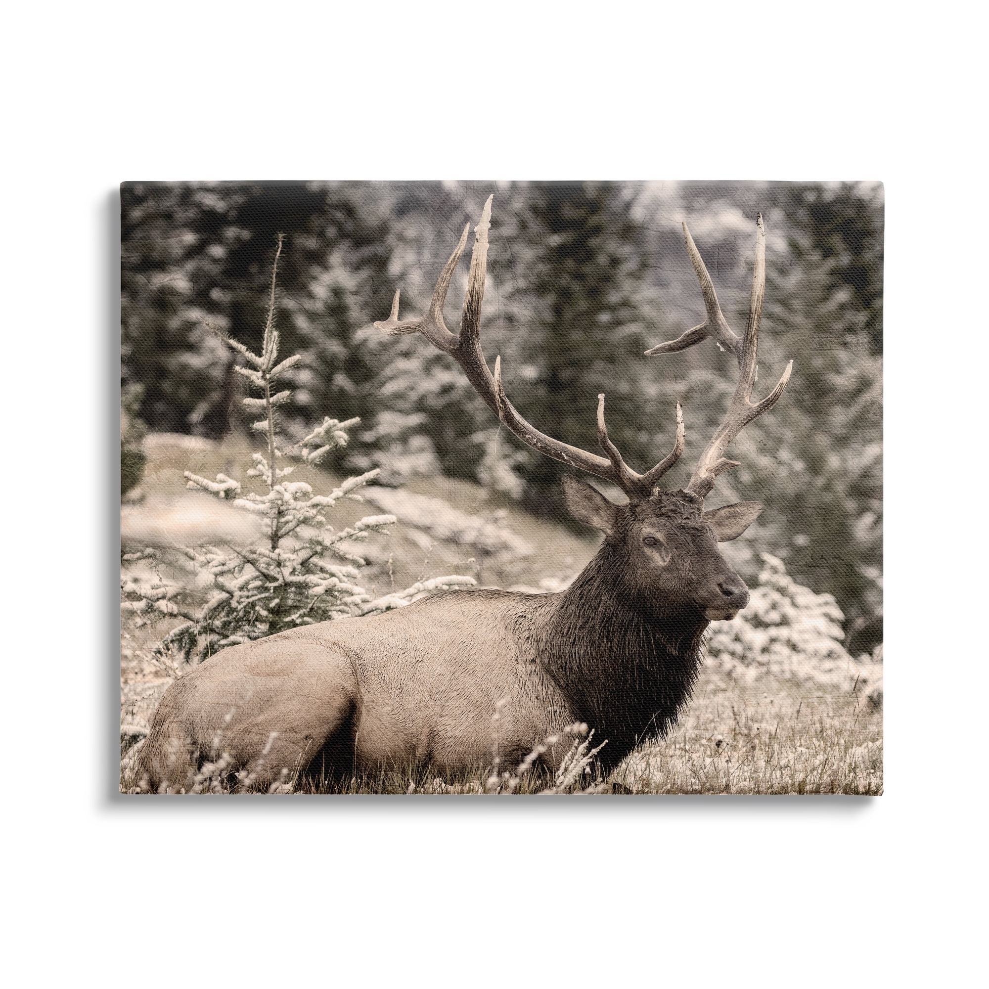 Stupell Industries Elk in Nature Photography Animals & Insects Photography Gallery Wrapped Canvas Art Print Wall Art, 48 x 36