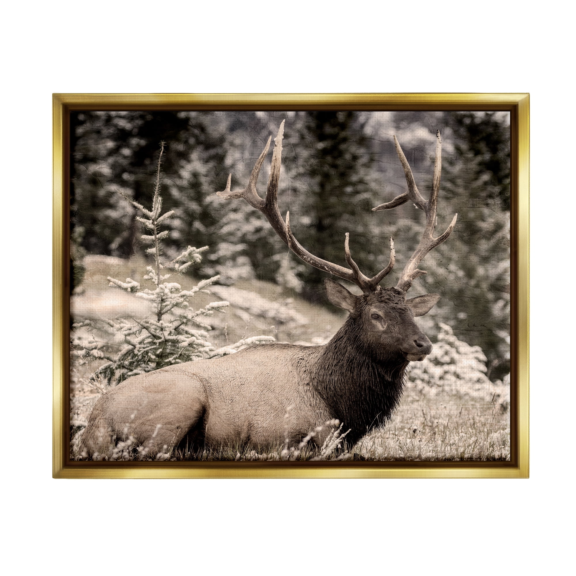 Stupell Industries Elk in Nature Photography Animals & Insects Photography Gold Floater Framed Canvas Art Print Wall Art, 21 x 17