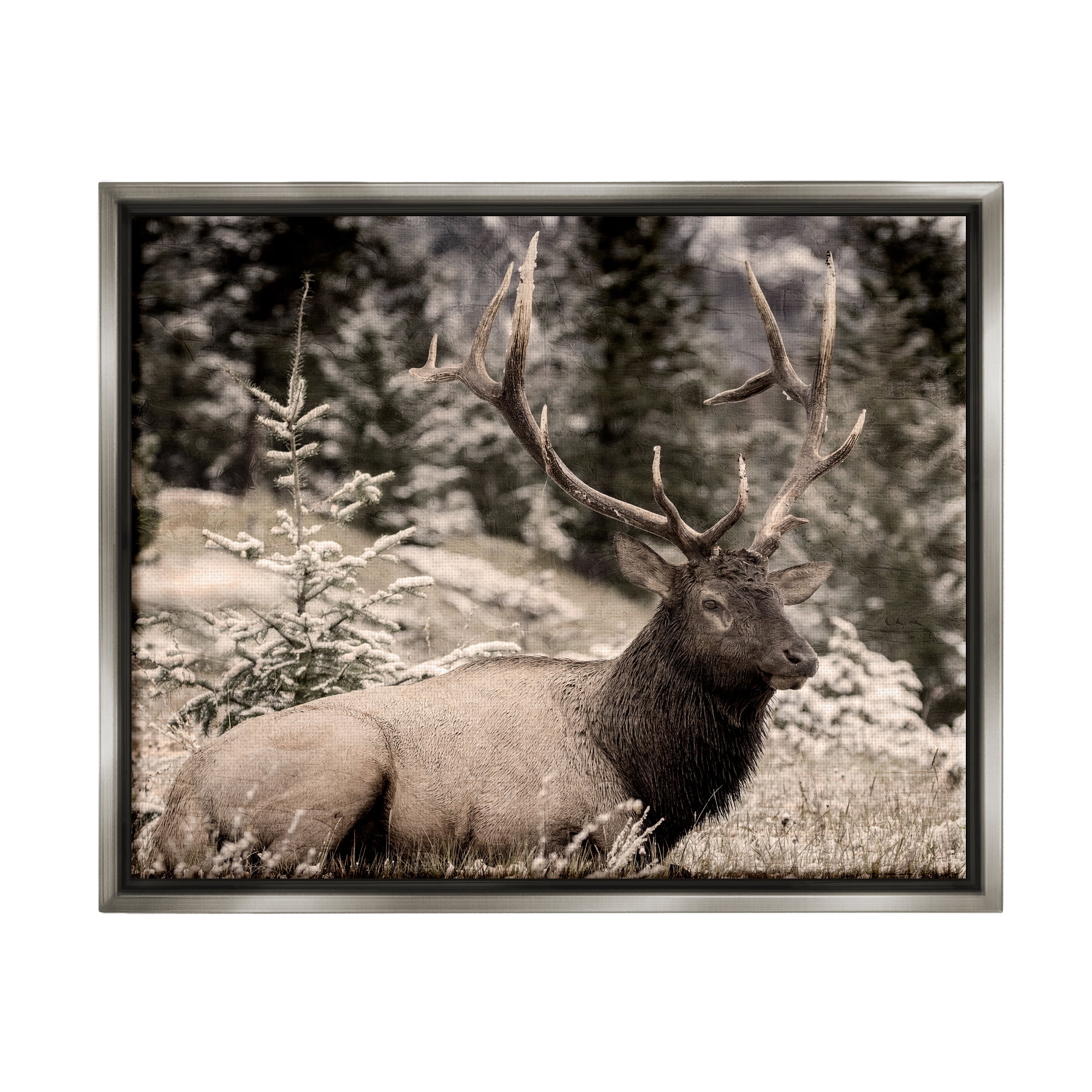 Stupell Industries Elk in Nature Photography Animals & Insects Photography Gray Floater Framed Canvas Art Print Wall Art, 31 x 25