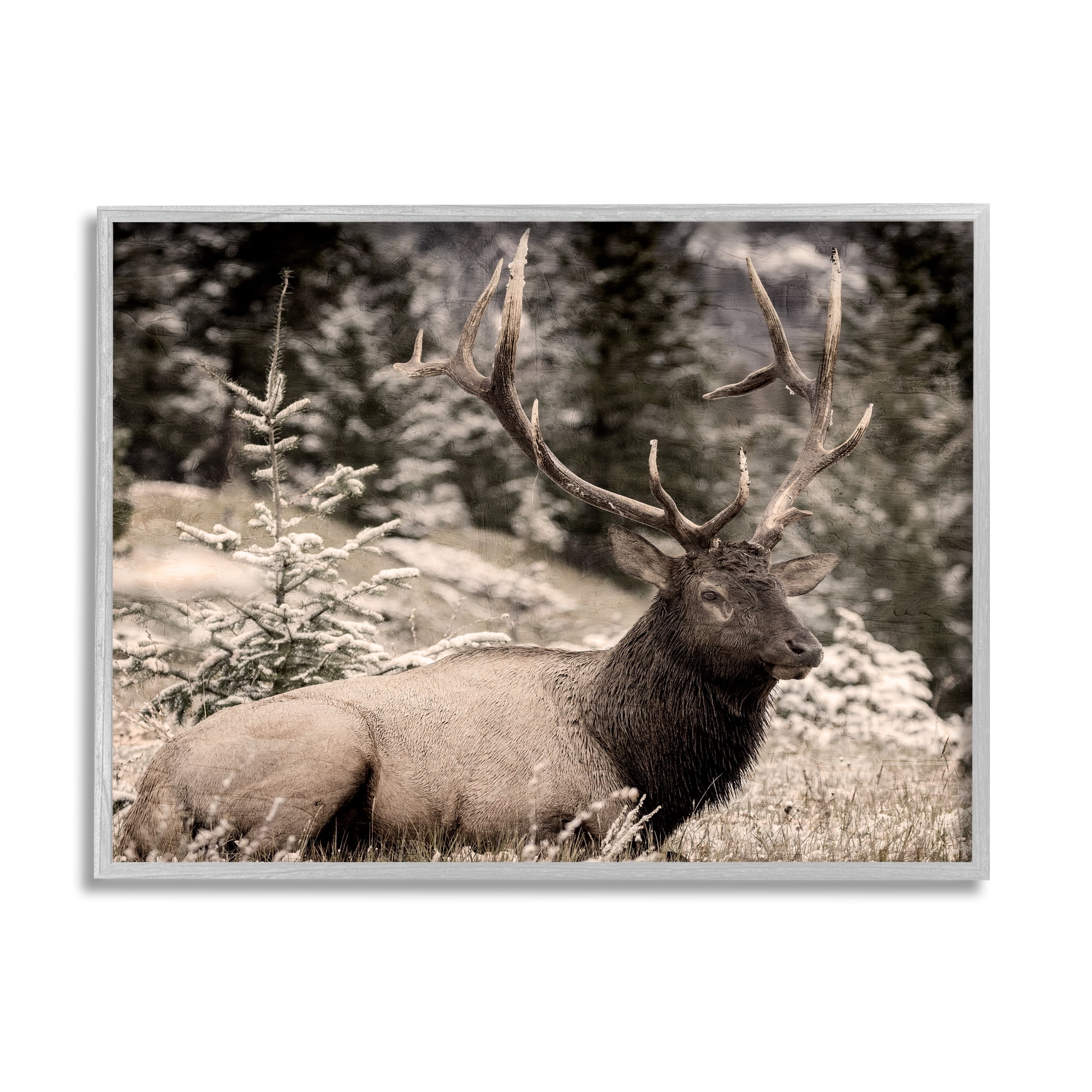 Stupell Industries Elk in Nature Photography Animals & Insects Photography Gray Framed Art Print Wall Art, 20 x 16
