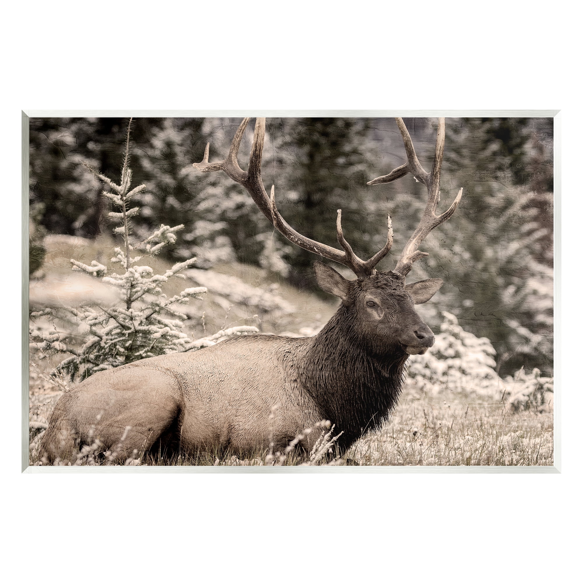 Stupell Industries Elk in Nature Photography Animals & Insects Photography Unframed Art Print Wall Art, 19 x 13