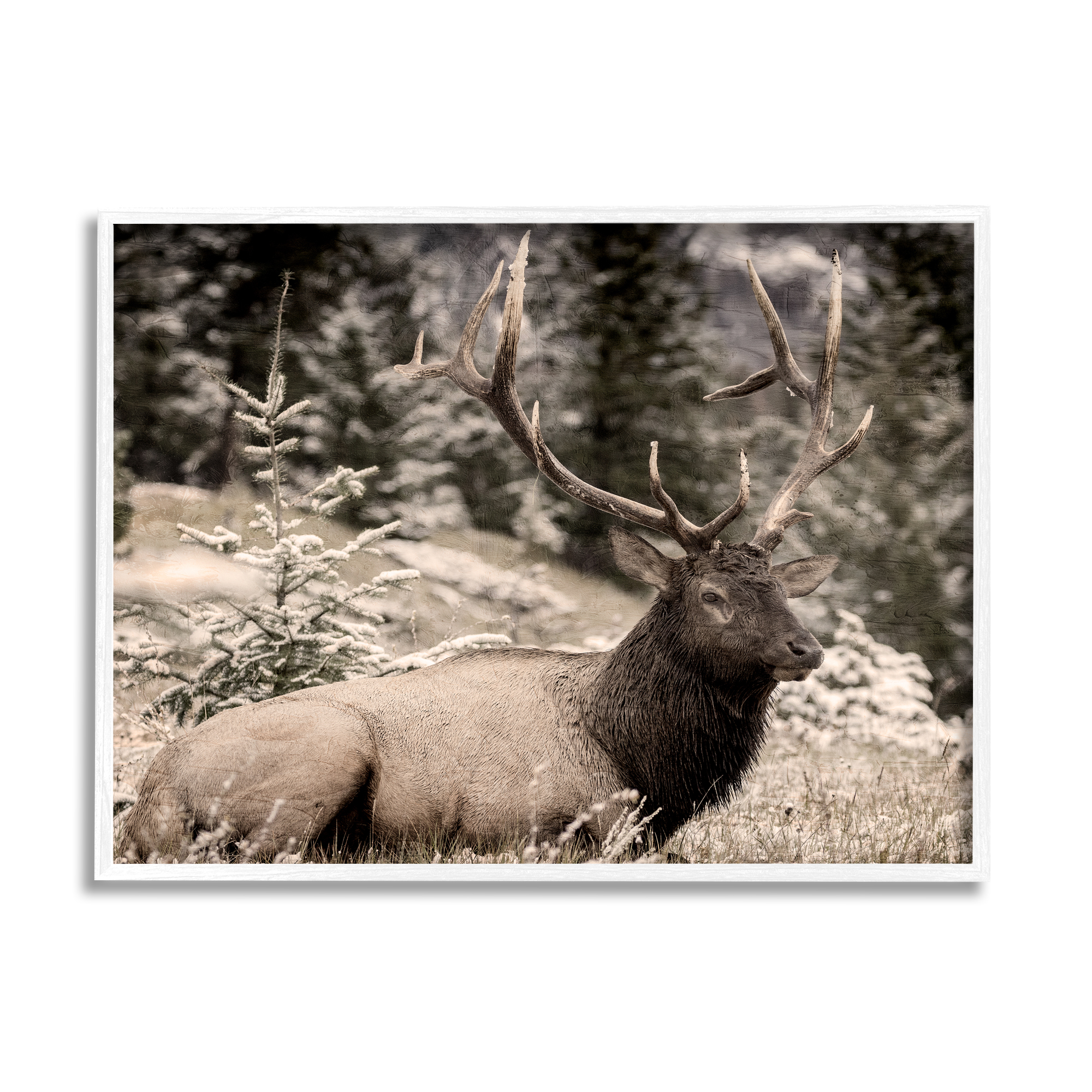 Stupell Industries Elk in Nature Photography Animals & Insects Photography White Framed Art Print Wall Art, 30 x 24