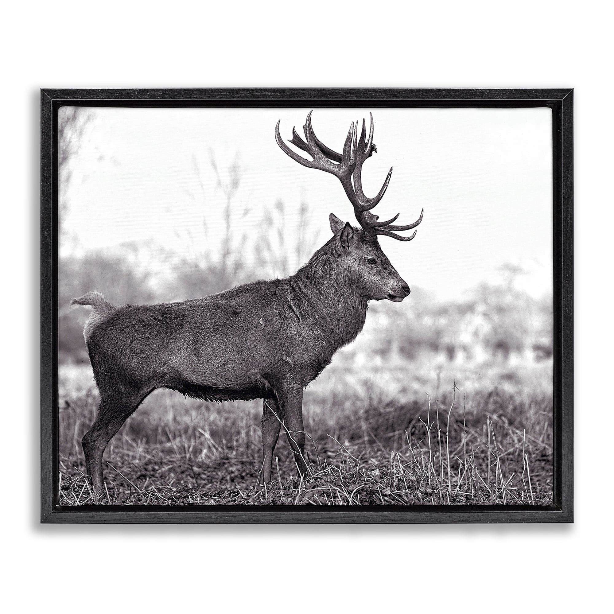Stupell Industries Elk in Peaceful Forest Animals & Insects Photography Black Floater Framed Canvas Art Print Wall Art, 21 x 17
