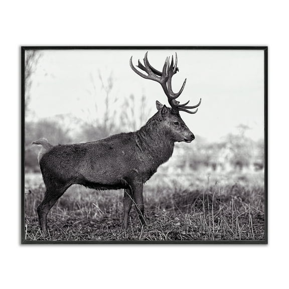 Stupell Industries Elk in Peaceful Forest Animals & Insects Photography Black Framed Art Print Wall Art, 14 x 11