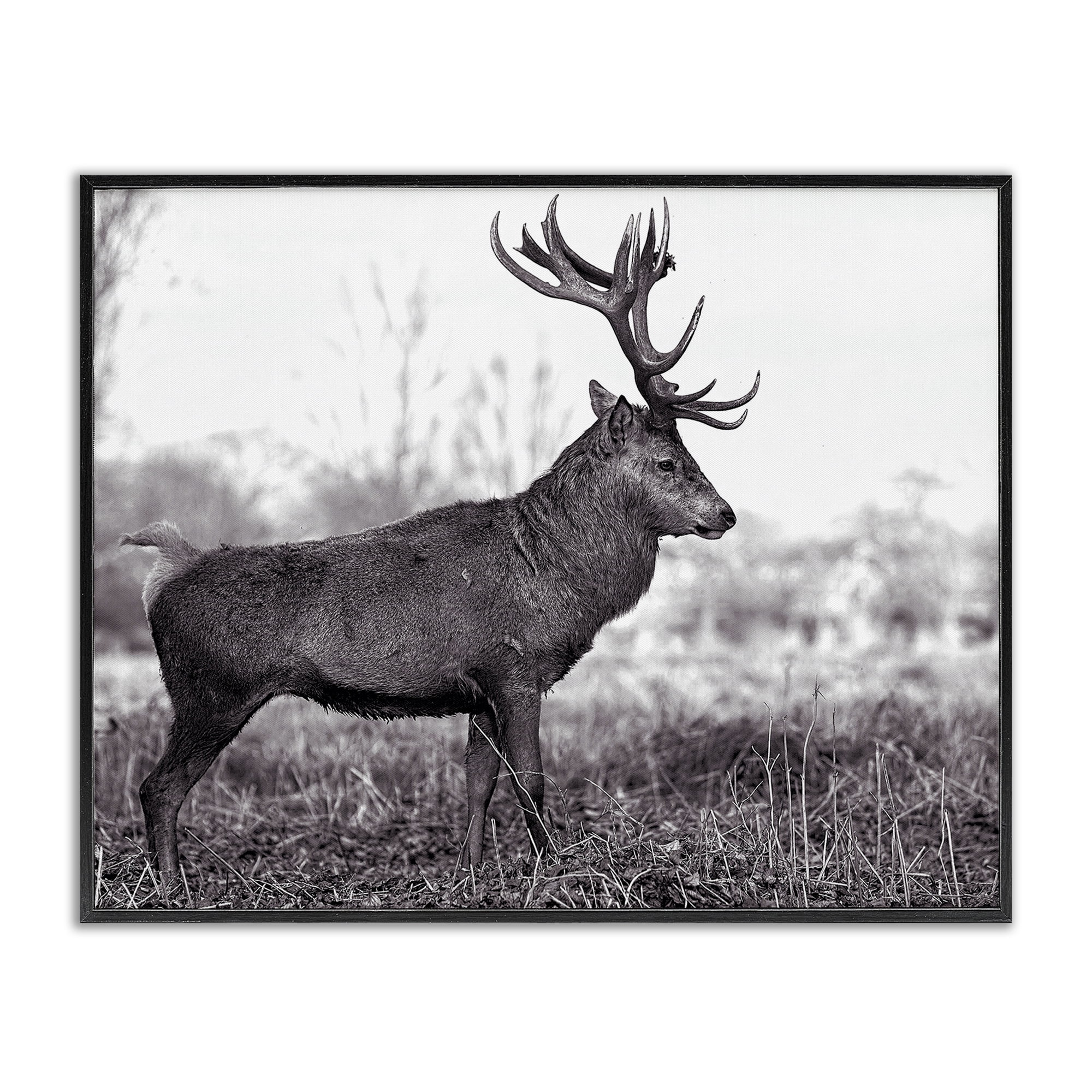 Stupell Industries Elk in Peaceful Forest Animals & Insects Photography Black Framed Art Print Wall Art, 20 x 16