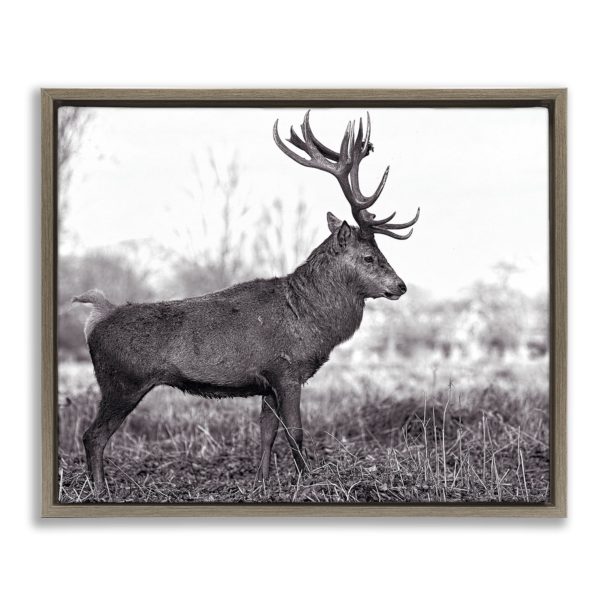 Stupell Industries Elk in Peaceful Forest Animals & Insects Photography Brown Floater Framed Canvas Art Print Wall Art, 21 x 17