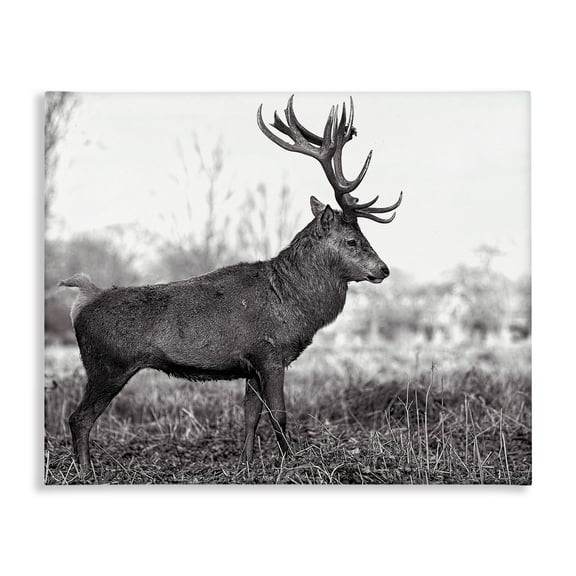 Stupell Industries Elk in Peaceful Forest Animals & Insects Photography Gallery Wrapped Canvas Art Print Wall Art, 20 x 16