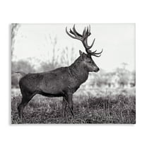 Stupell Industries Elk in Peaceful Forest Animals & Insects Photography Gallery Wrapped Canvas Art Print Wall Art, 20 x 16