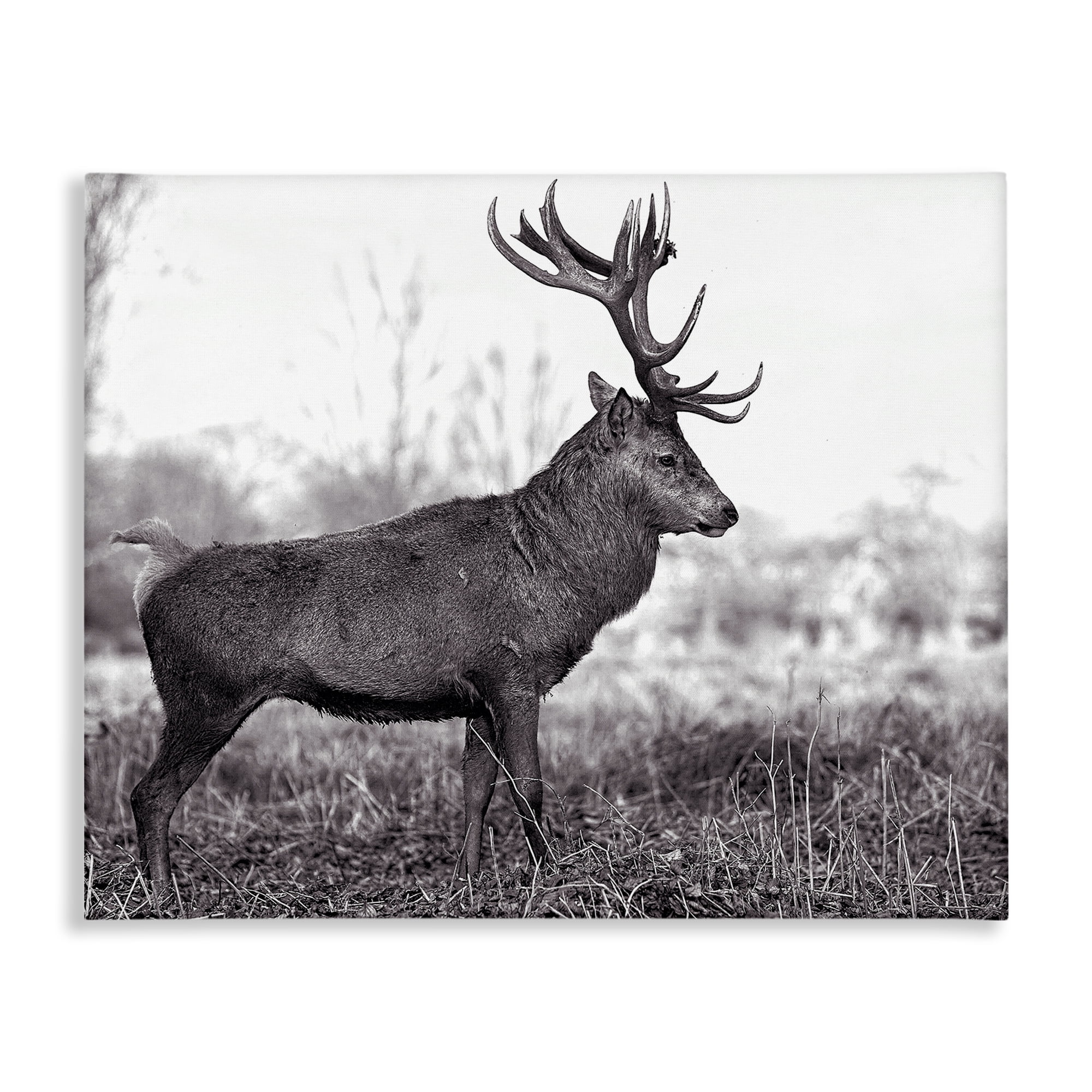 Stupell Industries Elk in Peaceful Forest Animals & Insects Photography Gallery Wrapped Canvas Art Print Wall Art, 48 x 36