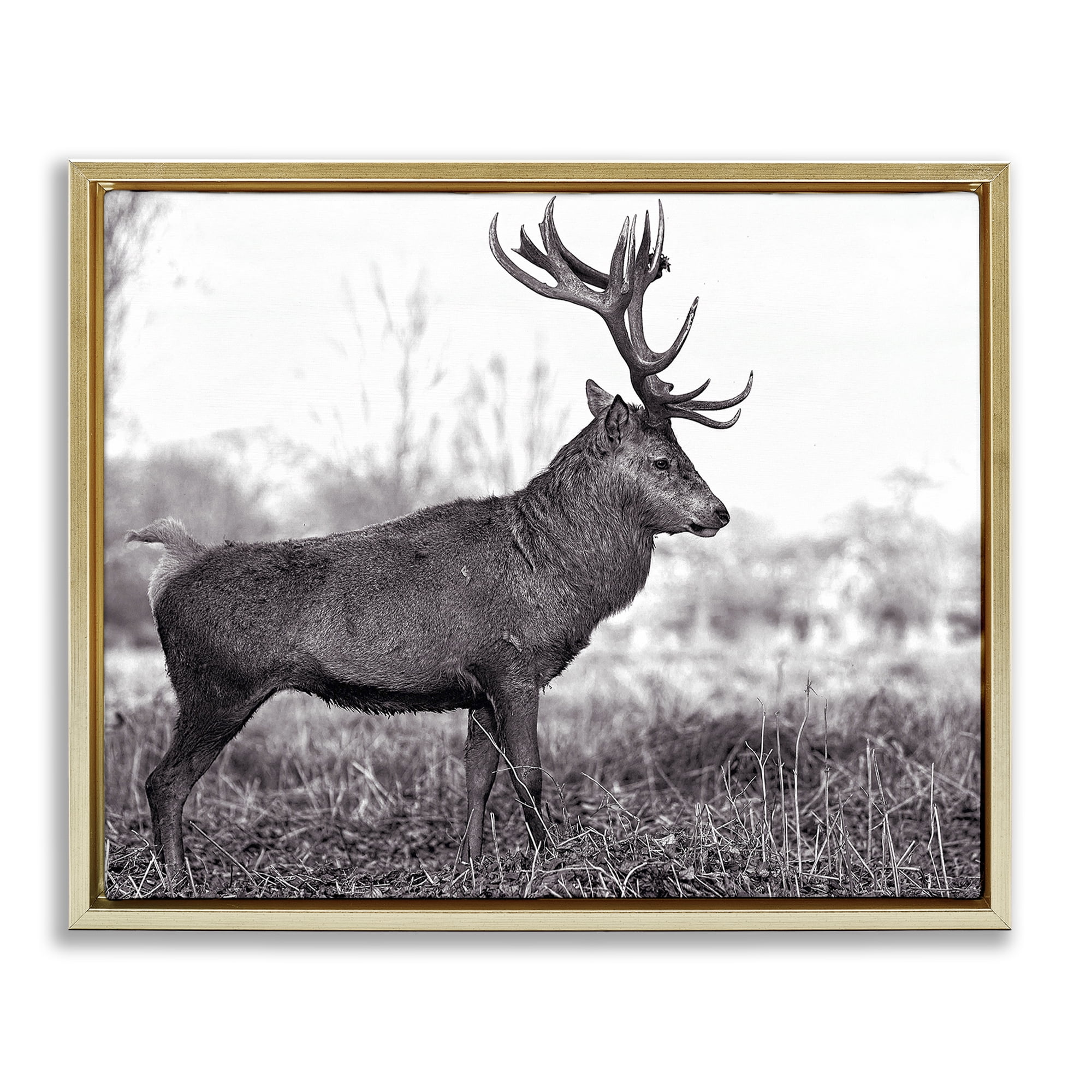 Stupell Industries Elk in Peaceful Forest Animals & Insects Photography Gold Floater Framed Canvas Art Print Wall Art, 31 x 25