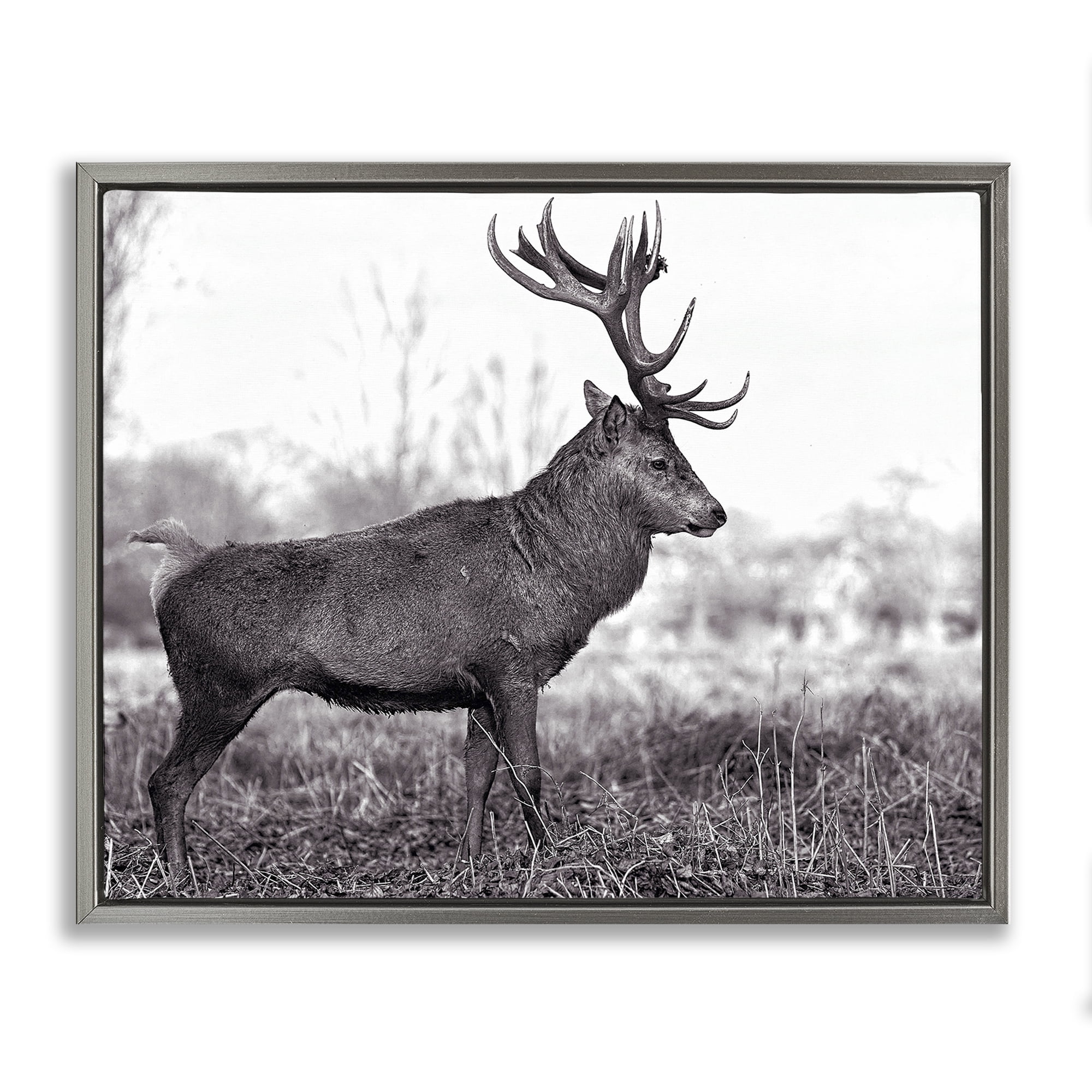 Stupell Industries Elk in Peaceful Forest Animals & Insects Photography Gray Floater Framed Canvas Art Print Wall Art, 21 x 17
