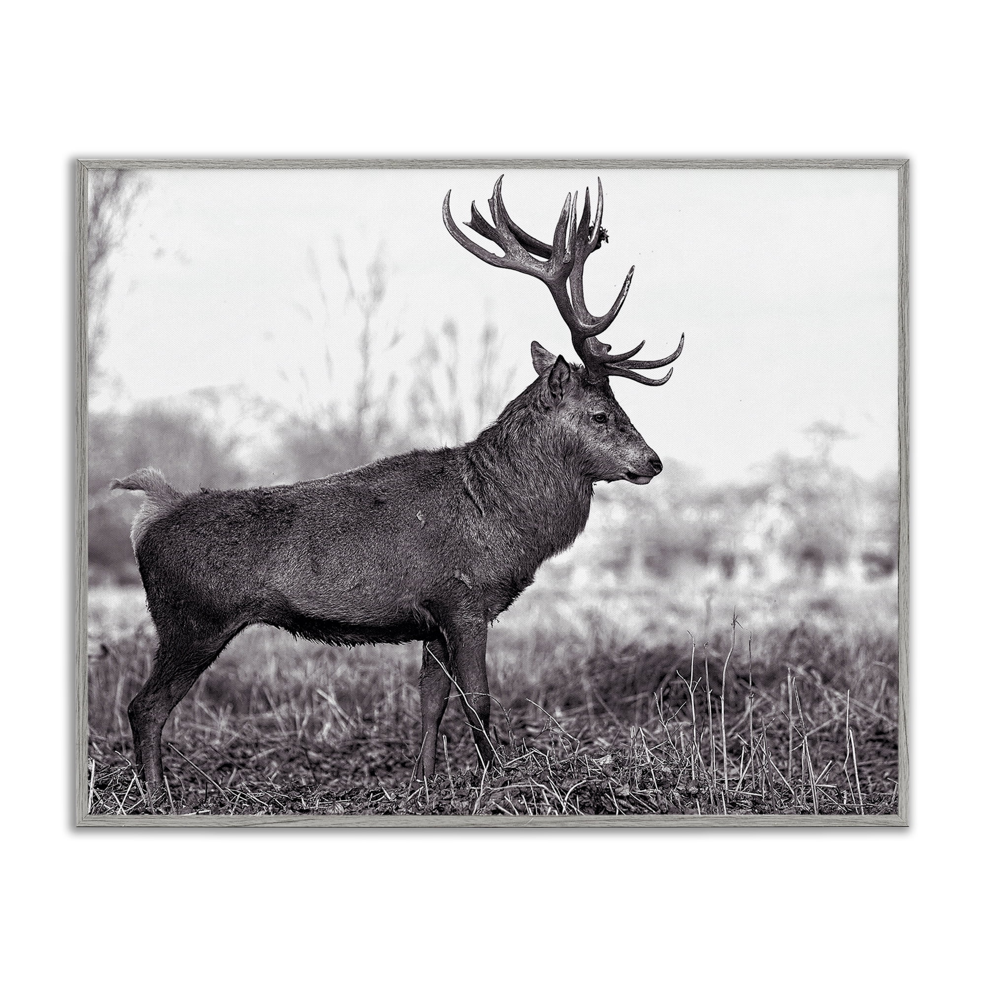 Stupell Industries Elk in Peaceful Forest Animals & Insects Photography Gray Framed Art Print Wall Art, 14 x 11