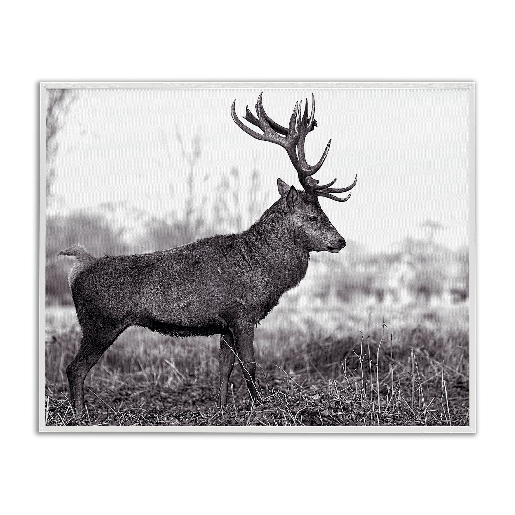 Stupell Industries Elk in Peaceful Forest Animals & Insects Photography White Framed Art Print Wall Art, 14 x 11