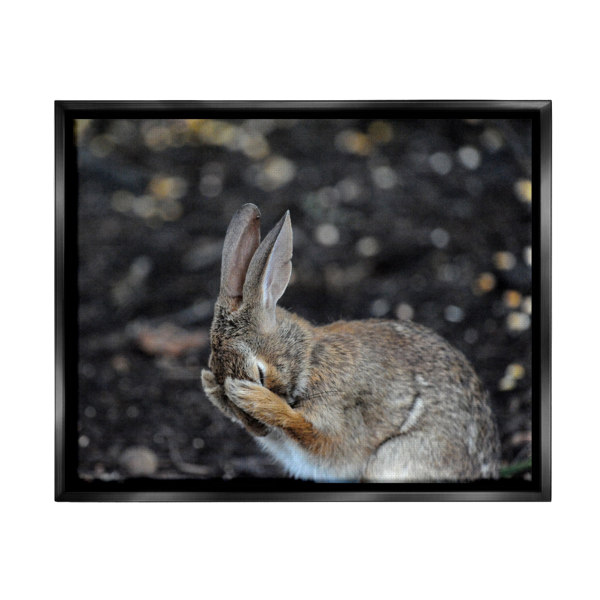 Stupell Industries Embarrassed Rabbit Photograph Animals & Insects Photography Black Floater Framed Canvas Art Print Wall Art, 21 x 17