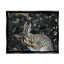 Stupell Industries Embarrassed Rabbit Photograph Animals & Insects Photography Black Floater Framed Canvas Art Print Wall Art, 21 x 17